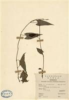 藏品(臺灣何首烏)的圖片